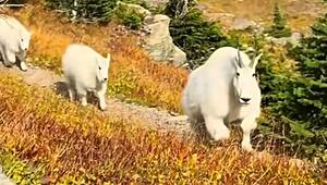 Magische Begegnung: Schneeziegen-Familie überrascht Wanderer in Montana
