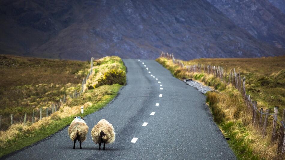 Irland, Straße, Schafe, Natur