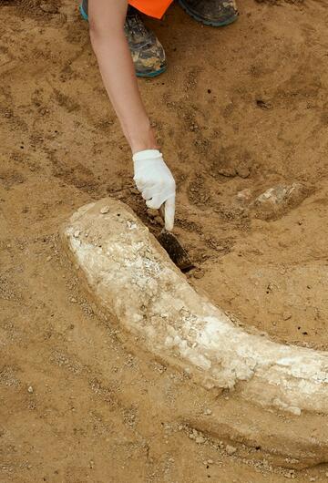 Mammutzahn auf Baustelle entdeckt