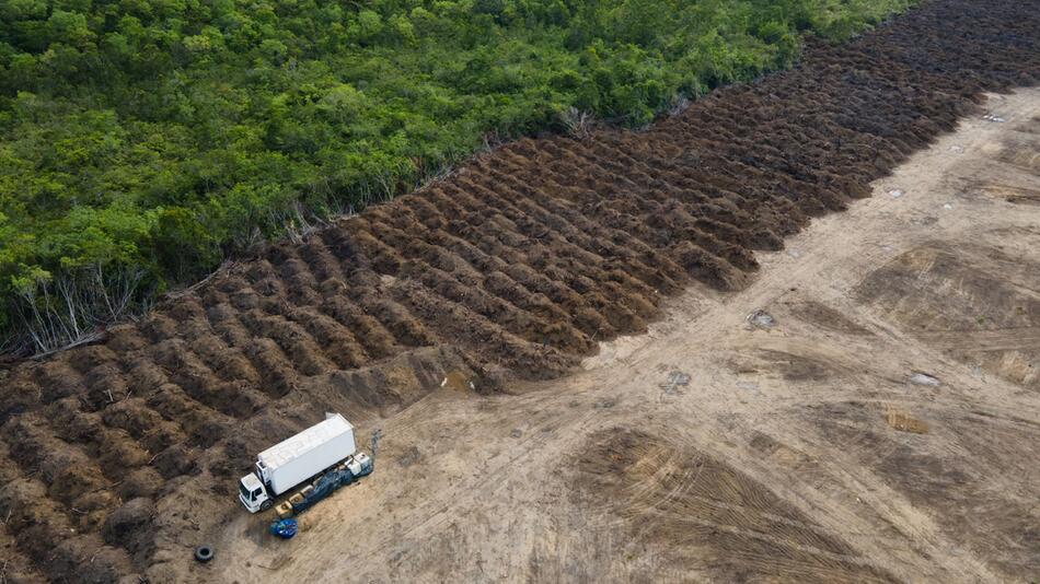 Amazonas verliert in 40 Jahren Fläche größer als Spanien
