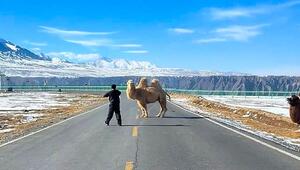 Mitten auf der Straße: Sturköpfiges Kamel legt Verkehr lahm