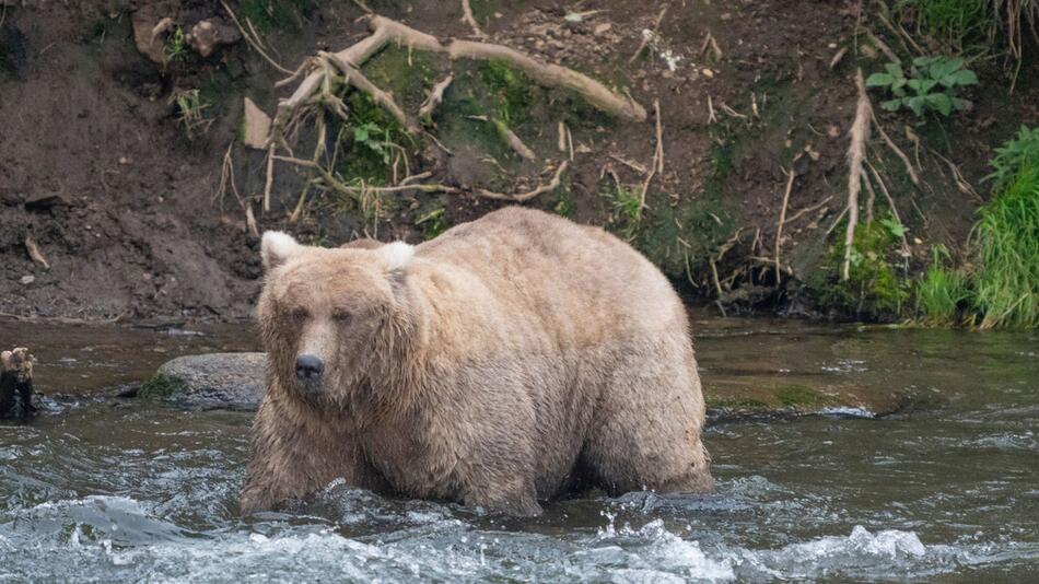 "Fat Bear"-Wahl