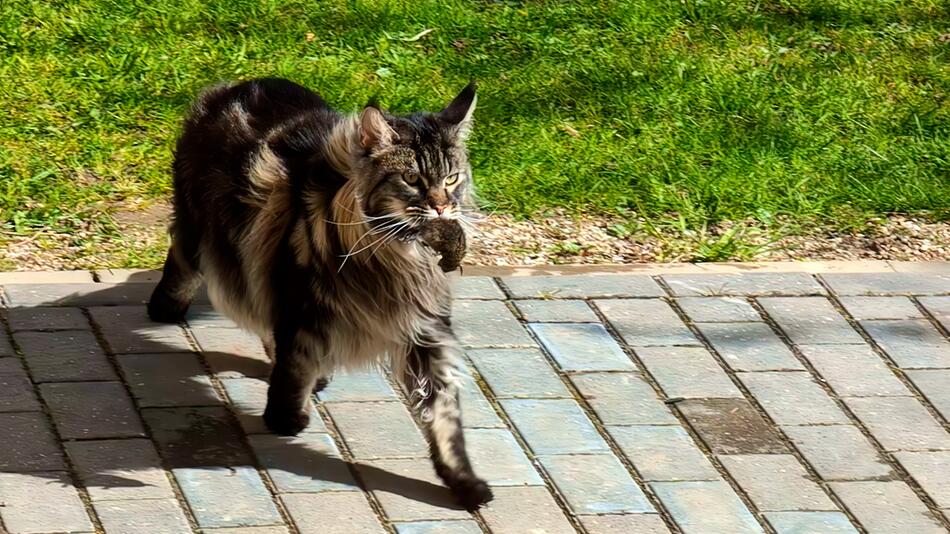 Mäuse als Geschenk? Das steckt hinter dem Verhalten der Katzen