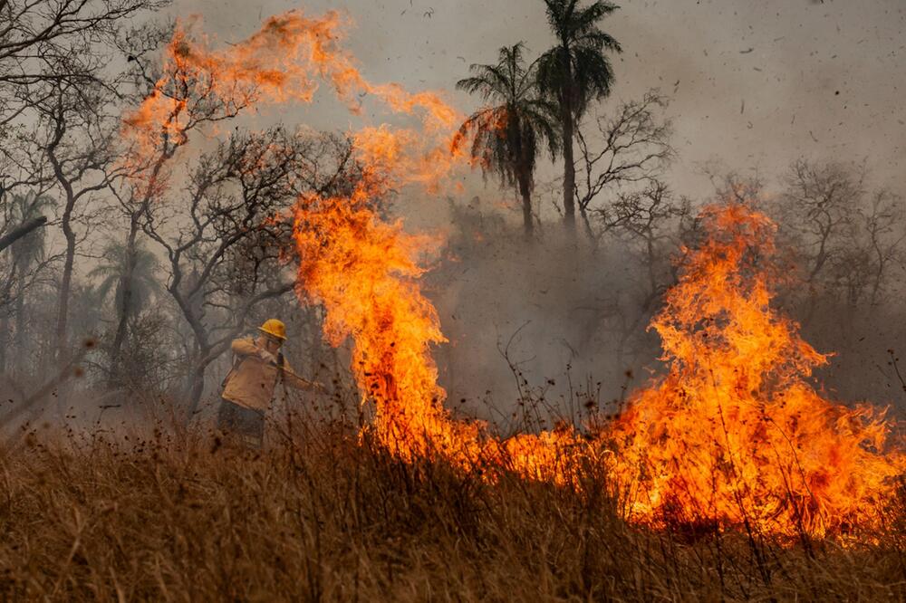 Amazonas verliert in 40 Jahren Fläche größer als Spanien