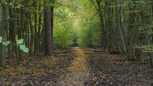Holz sammeln im Wald