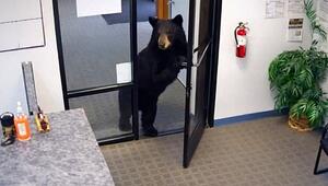 Tierische Besichtigung: Bär schaut kurz im Büro vorbei