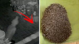 Kein Geist: Igel wirft Buddha-Statue in Laden um