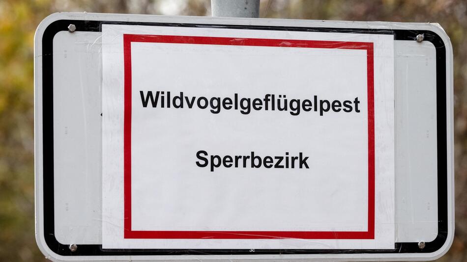 Vogelgrippe in Schleswig-Holstein