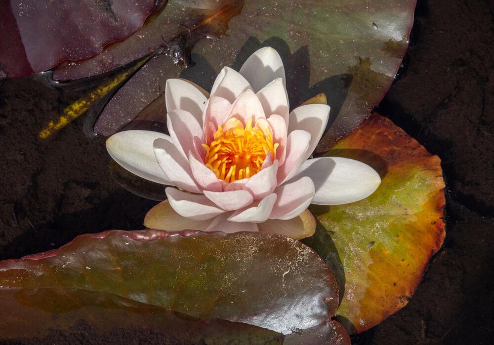 Seerose im Teich des Tempelparks des EKO-Haus der Japanischen Ku