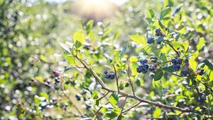 blaubeeren nachbarpflanzen