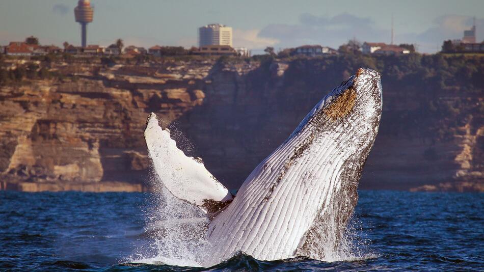 Whale Watching in Australien