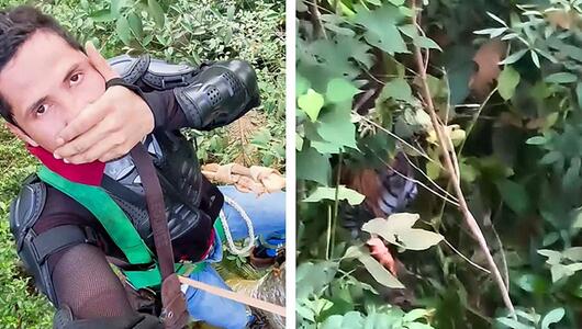 Hungriger Tiger lauert im Busch: Wanderer klammert sich vier Stunden lang an Baum