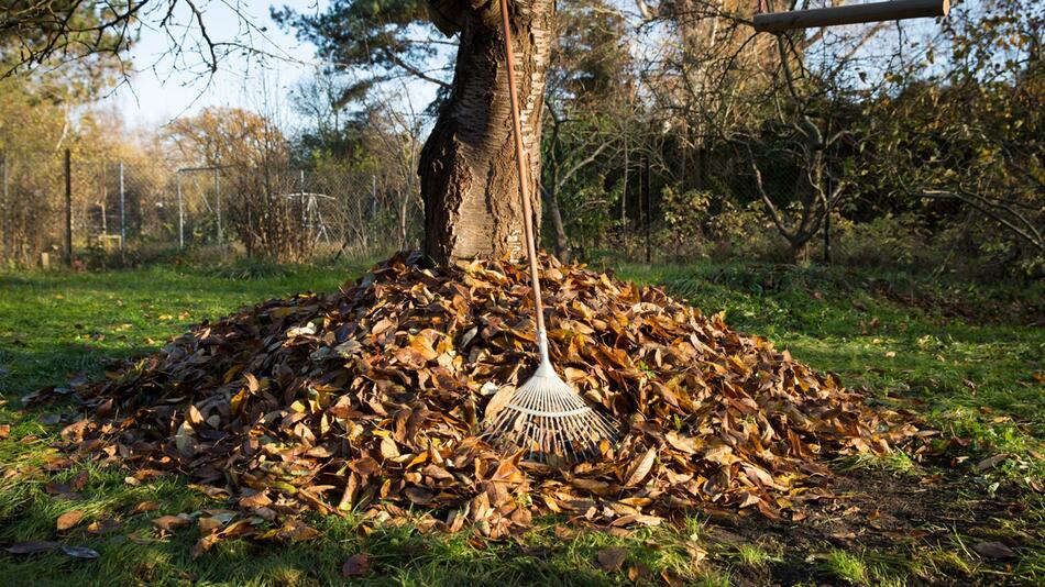 Aufgeschichtetes Laub unter einen Baum