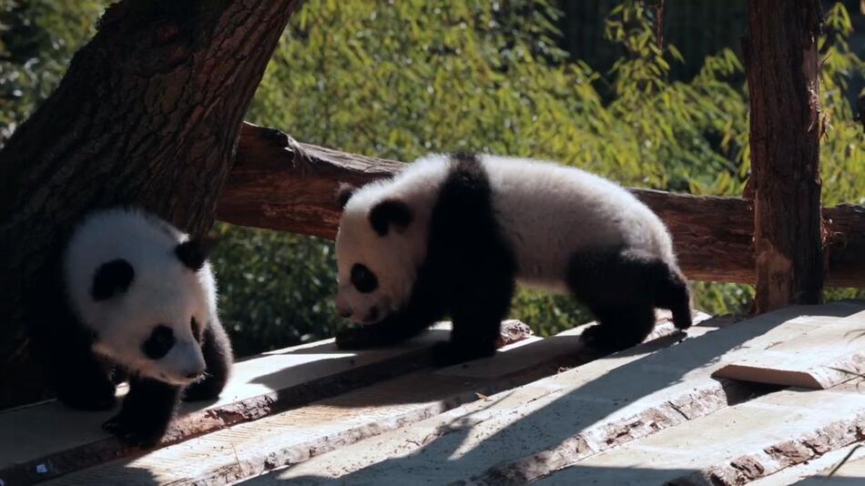 Berlin: Panda-Zwillinge wagen erste Kletterversuche