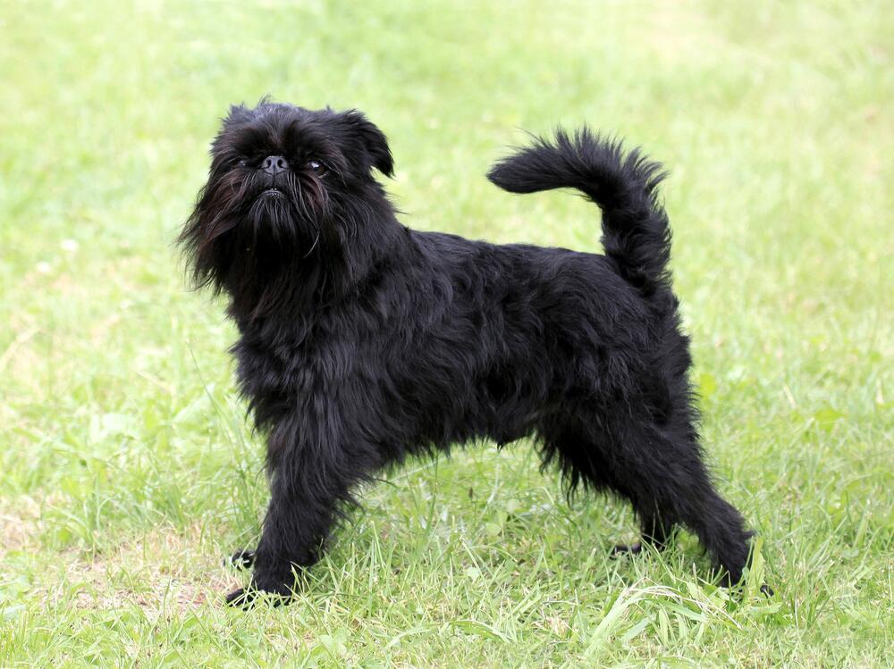 Ein Griffon Belge