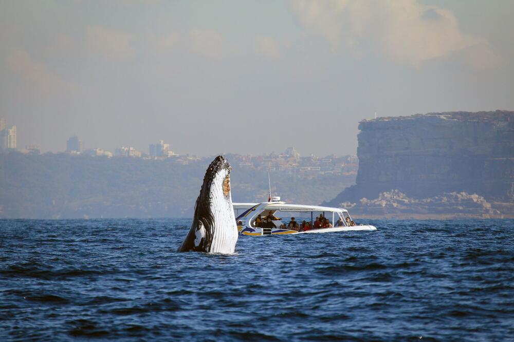 Whale Watching in Australien