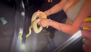 Tierischer Feuerwehreinsatz: Ausgebüxte Python kriecht in Auto-Armaturenbrett