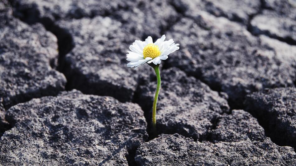 Blume sprießt durch Steinboden