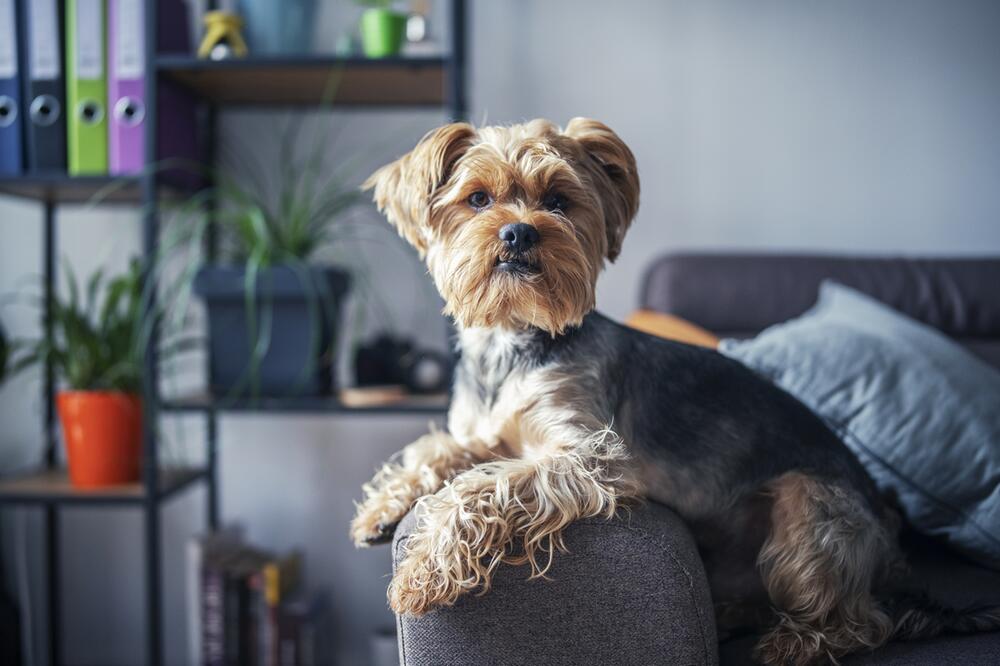 Ein Yorkshire Terrier