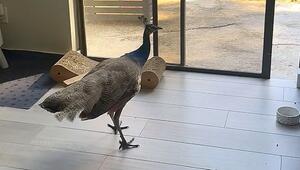 Tür war offen: Wilder Pfau sorgt für Chaos im Haus