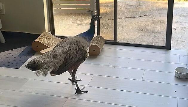 Tür war offen: Wilder Pfau sorgt für Chaos im Haus