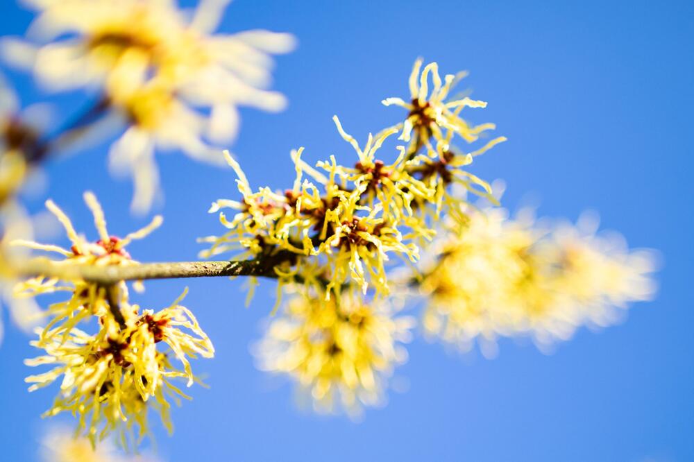 Chinesische Zaubernuss (Hamamelis mollis)