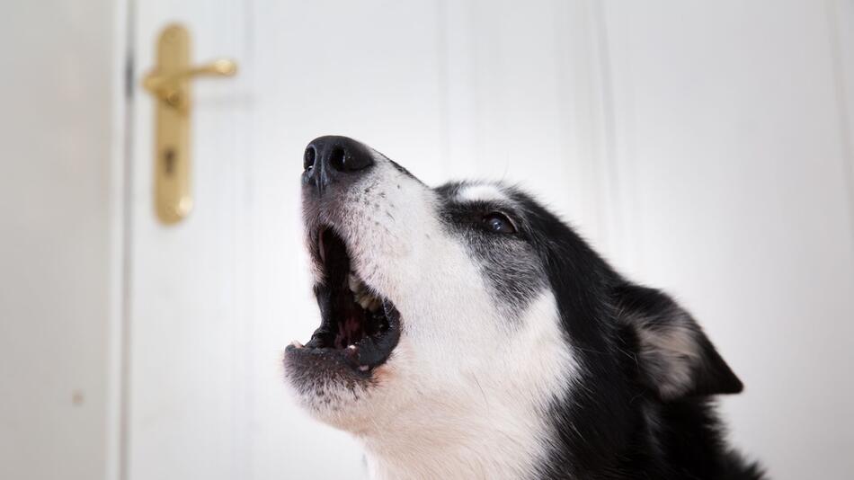 Hund allein zu Hause
