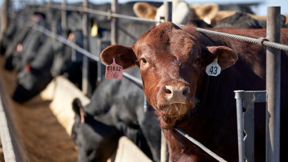 Ernährungsweise trägt weiterhin stark zur Klimakrise bei