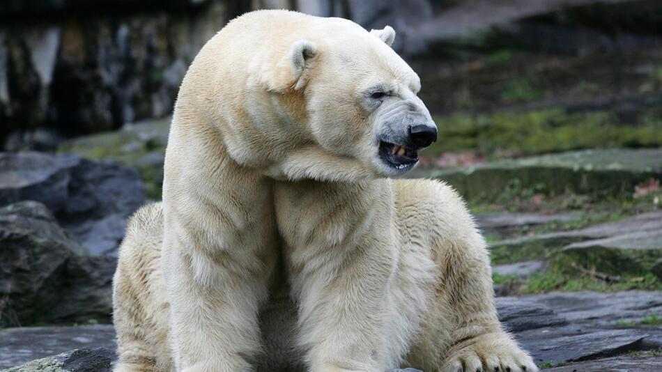 Eisbärin Aika im Tierpark verstorben