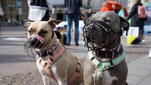 Kampfhunde mit Maulkörben
