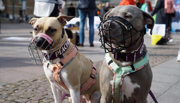 Kampfhunde mit Maulkörben