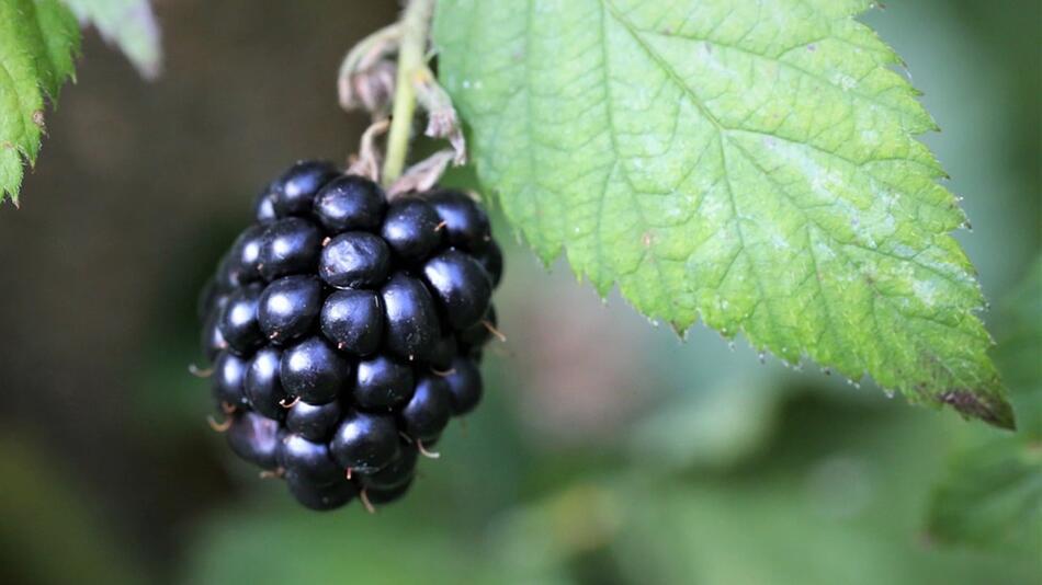 Brombeeren gesund