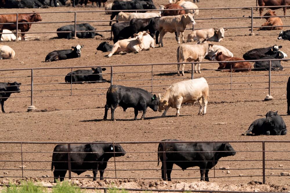 Ernährungsweise trägt weiterhin stark zur Klimakrise bei