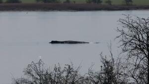 Buckelwal Timmy noch am Leben: Wie geht es weiter?