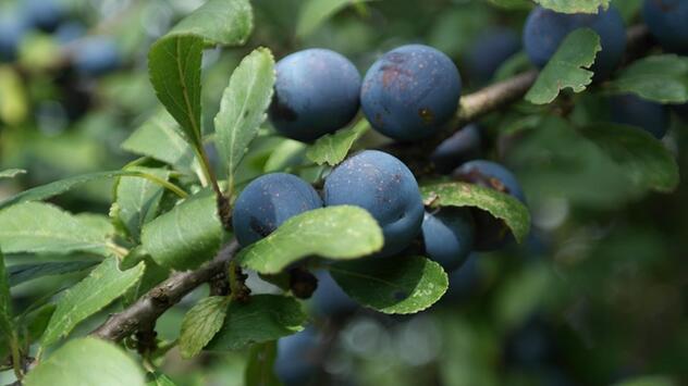 beeren sammeln