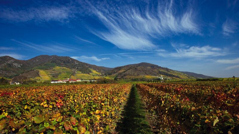 Im Herbst werden die Weinberge der Wachau zum Farbspektakel.