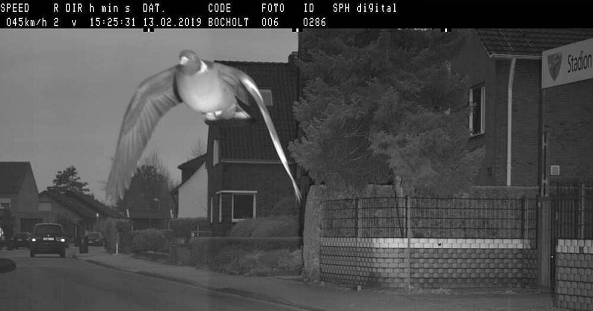 Bocholt Taube wird mit 45 km/h in 30erZone geblitzt GMX.AT