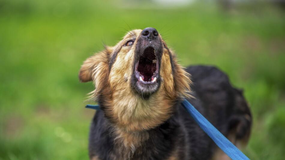 bellender Hund