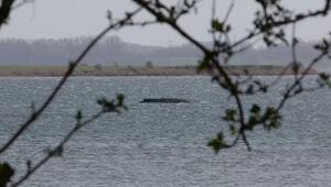 Wettlauf gegen die Zeit: Neue Hoffnung für den Buckelwal