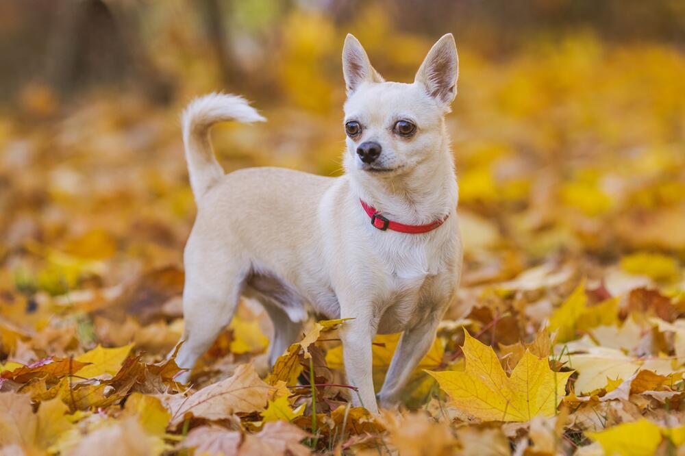 Ein Chihuahua