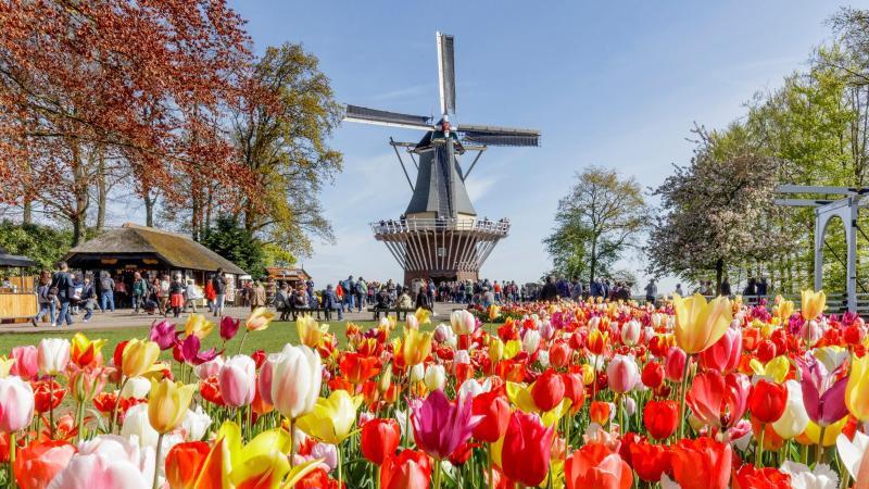 Keukenhof Tulpen