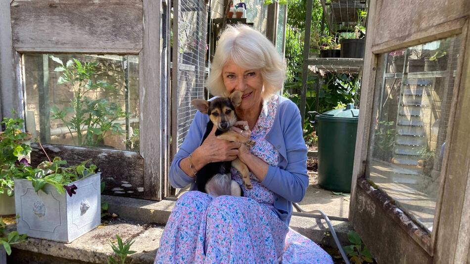 Königin Camilla mit ihrem neuen Hund Moley.