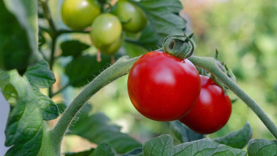 tomaten rückschnitt