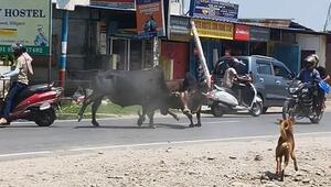 Mitten ins Getümmel: Kämpfende Bullen reißen Motorradfahrer um