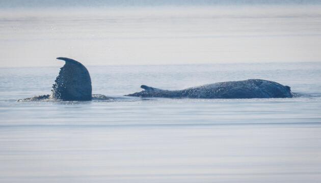 Der Buckelwal vor der Insel Poel schlägt mit seiner Schwanzflosse.