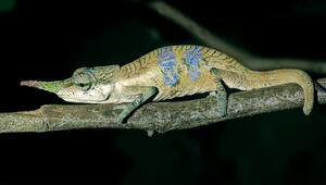 Pinocchio-Chamäleon