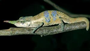 Pinocchio-Chamäleon