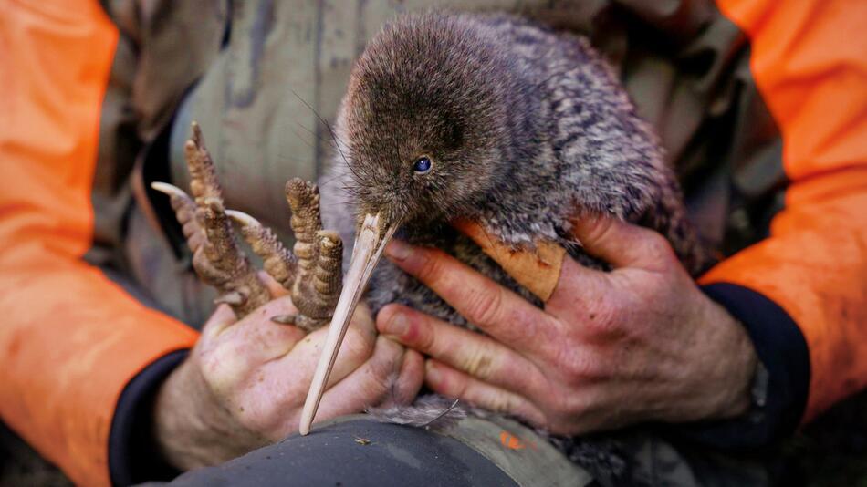 Seltener Kiwi-Vogel in Neuseeland entdeckt