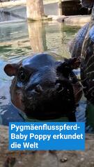 Pygmäenflusspferd-Baby Poppy erkundet die Welt