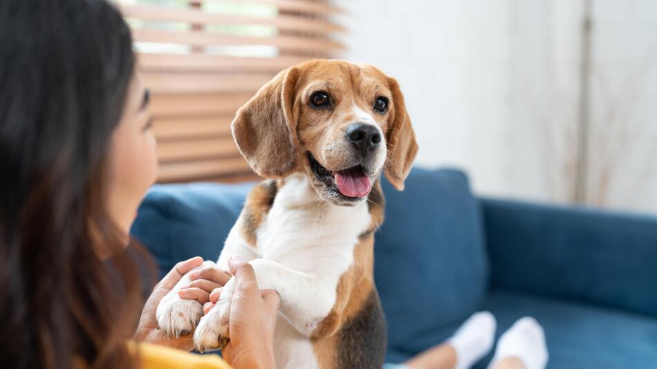 Hund, Haustiere, Forschung, Ratgeber